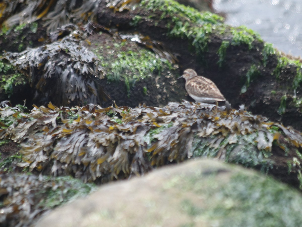 Least Sandpiper - Mark Khripko