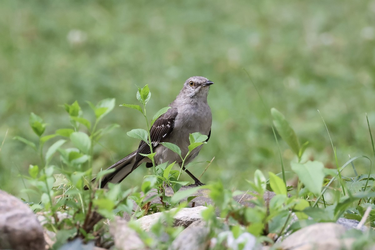 Northern Mockingbird - ML621765937