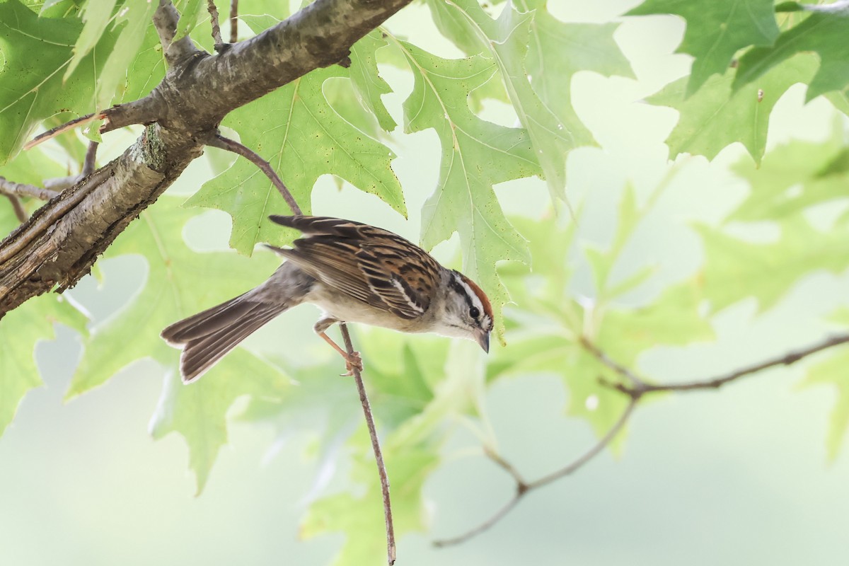 Chipping Sparrow - ML621765948