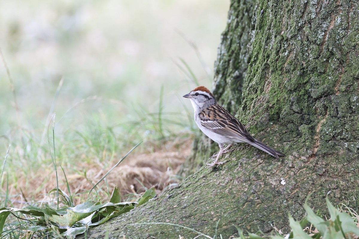 Chipping Sparrow - ML621765949