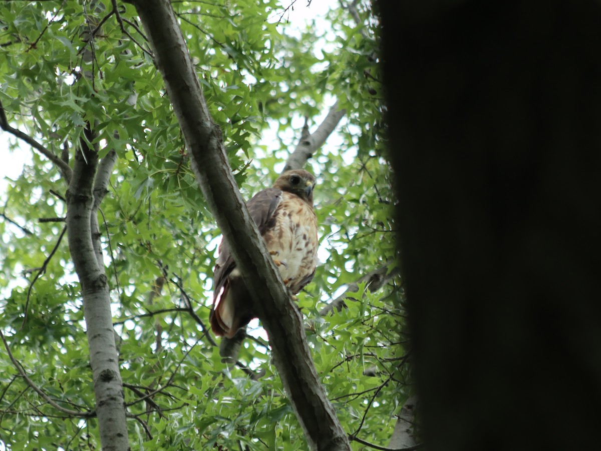 Red-tailed Hawk - ML621765950