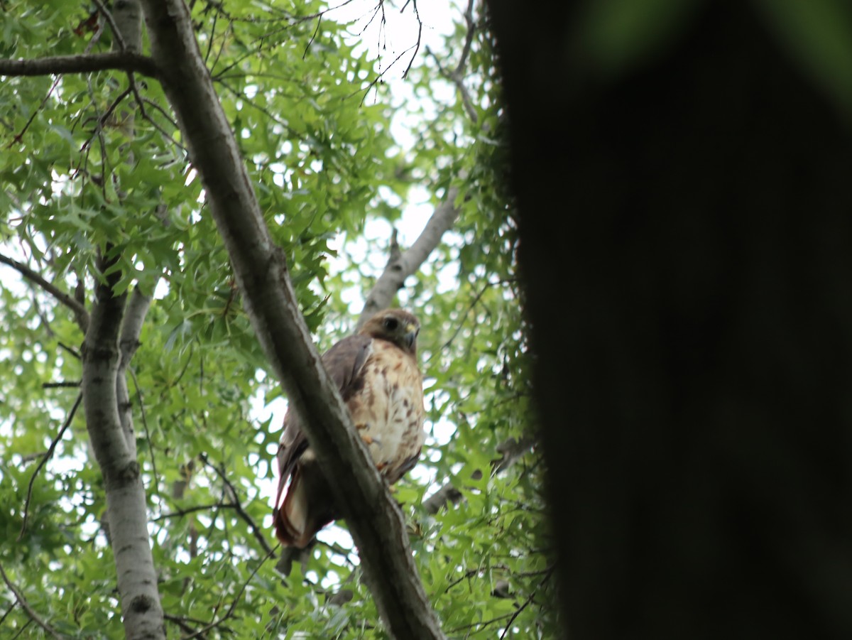 Red-tailed Hawk - ML621765951