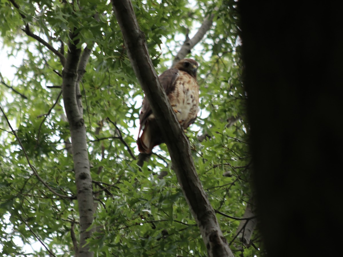 Red-tailed Hawk - ML621765952