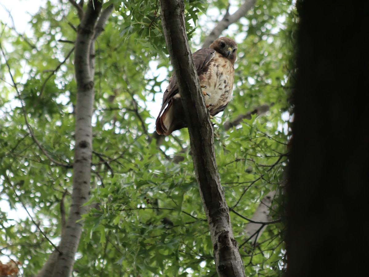 Red-tailed Hawk - ML621765953