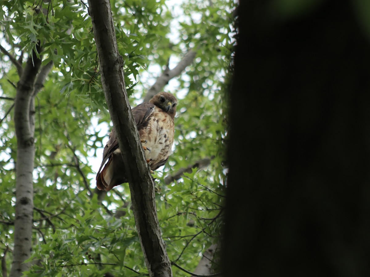 Red-tailed Hawk - ML621765954