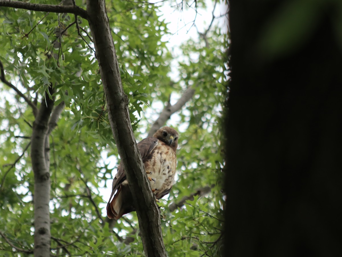 Red-tailed Hawk - ML621765955