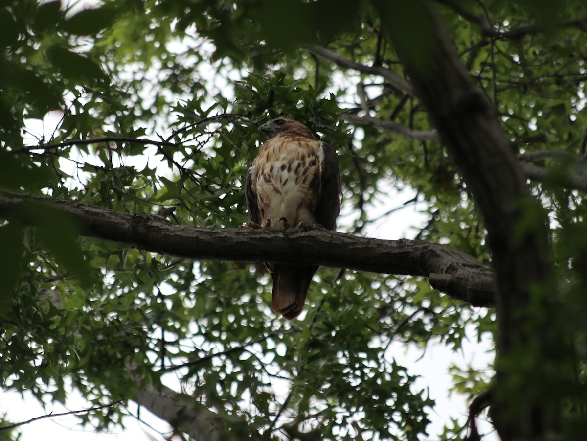 Red-tailed Hawk - ML621765956