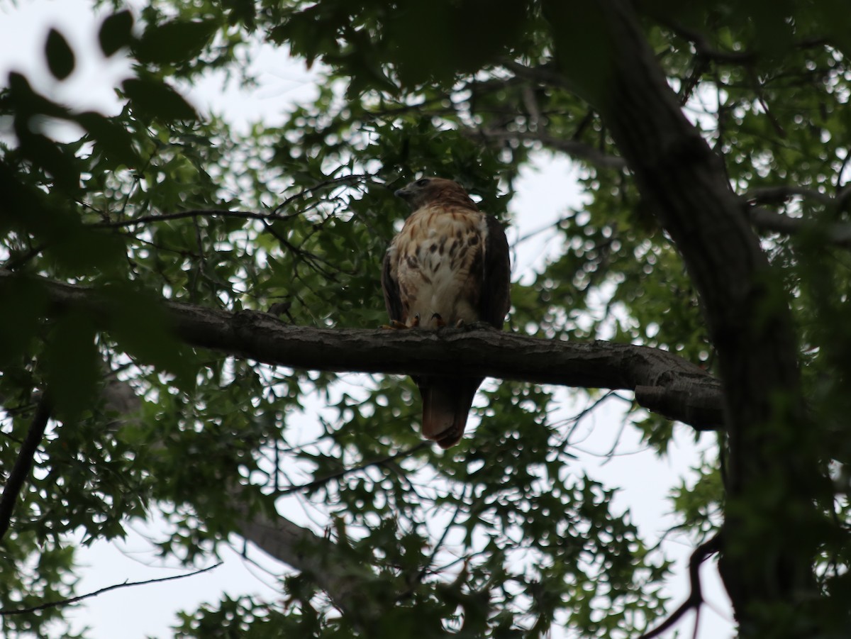 Red-tailed Hawk - ML621765957