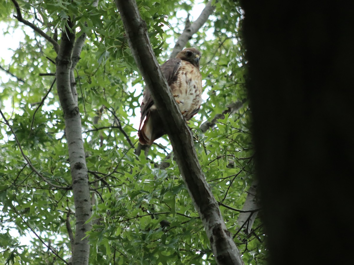 Red-tailed Hawk - ML621765958