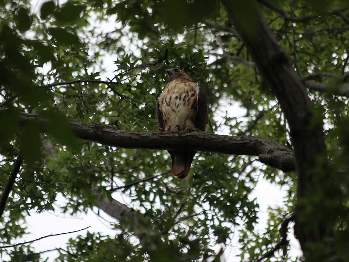 Red-tailed Hawk - ML621765960