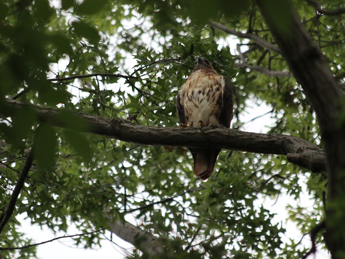 Red-tailed Hawk - ML621765961