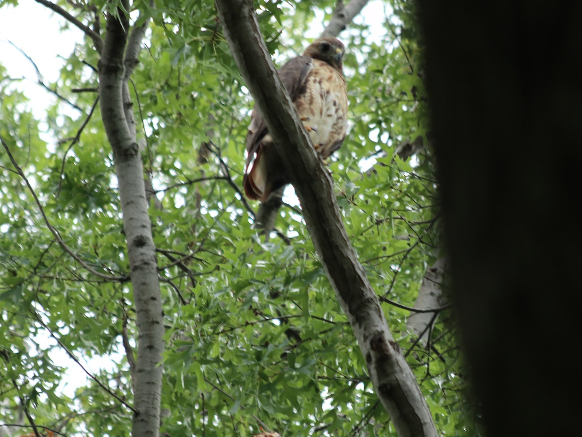 Red-tailed Hawk - ML621765962