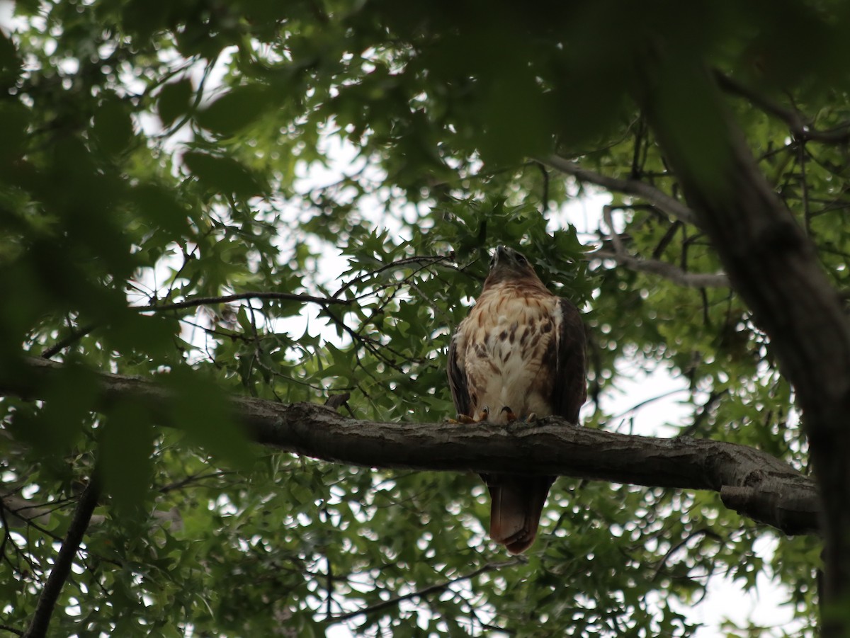 Red-tailed Hawk - ML621765964