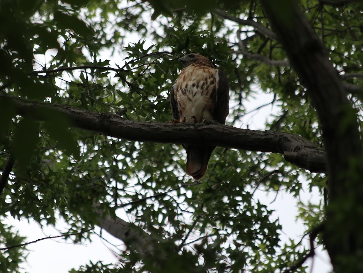 Red-tailed Hawk - ML621765965