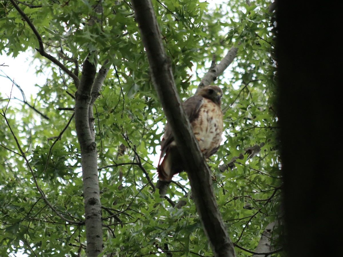 Red-tailed Hawk - ML621765966