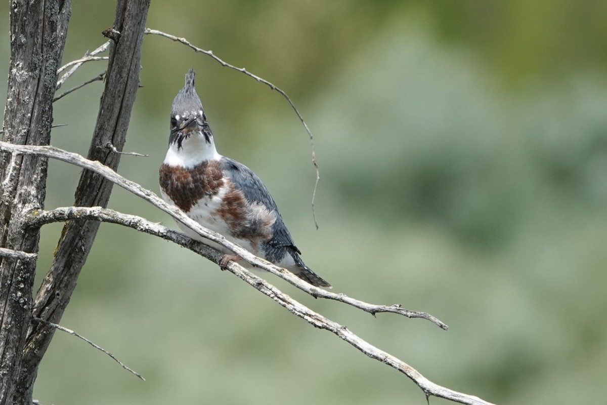 Belted Kingfisher - Claude Achim