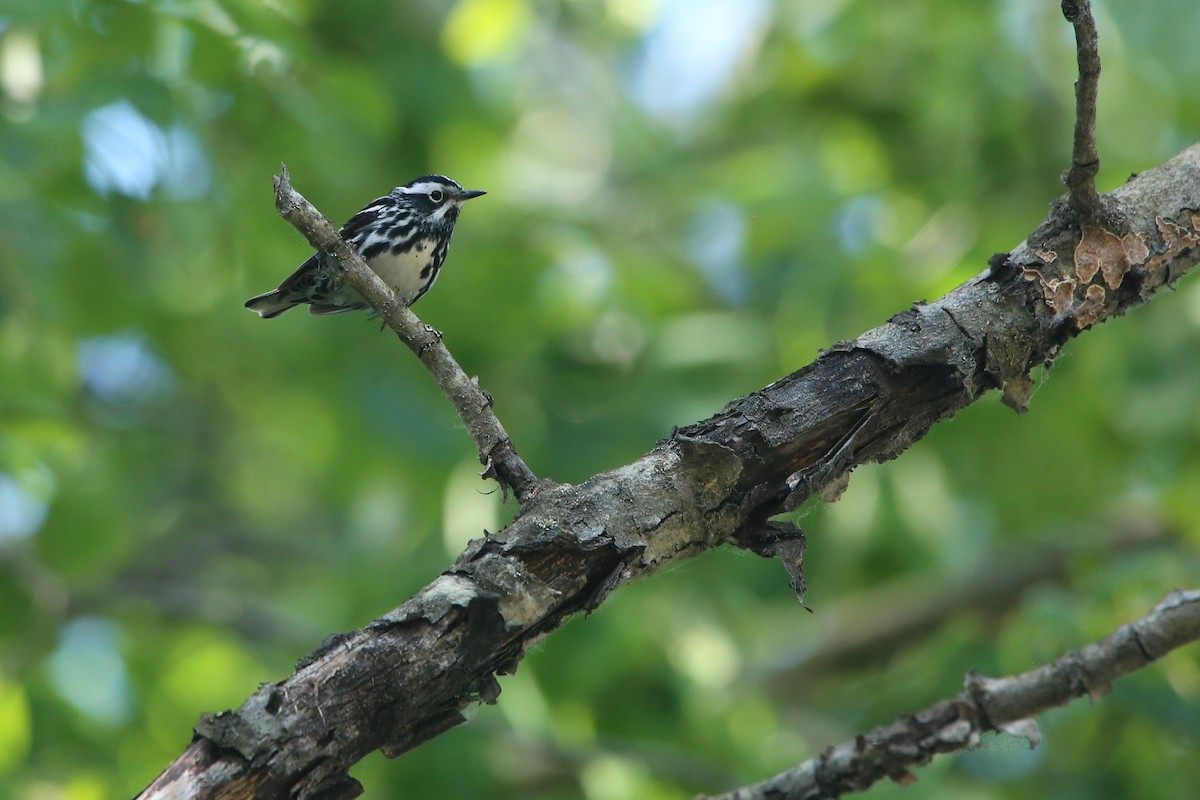 Black-and-white Warbler - ML621765974