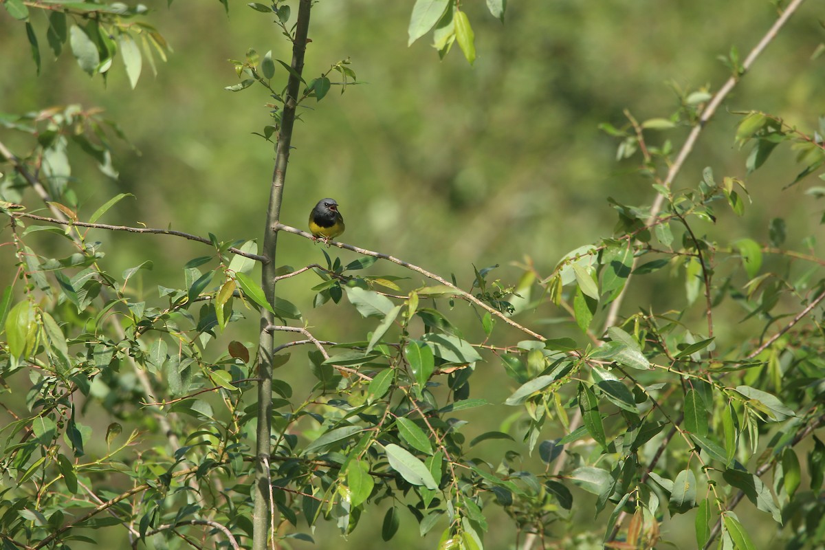 Mourning Warbler - ML621765979