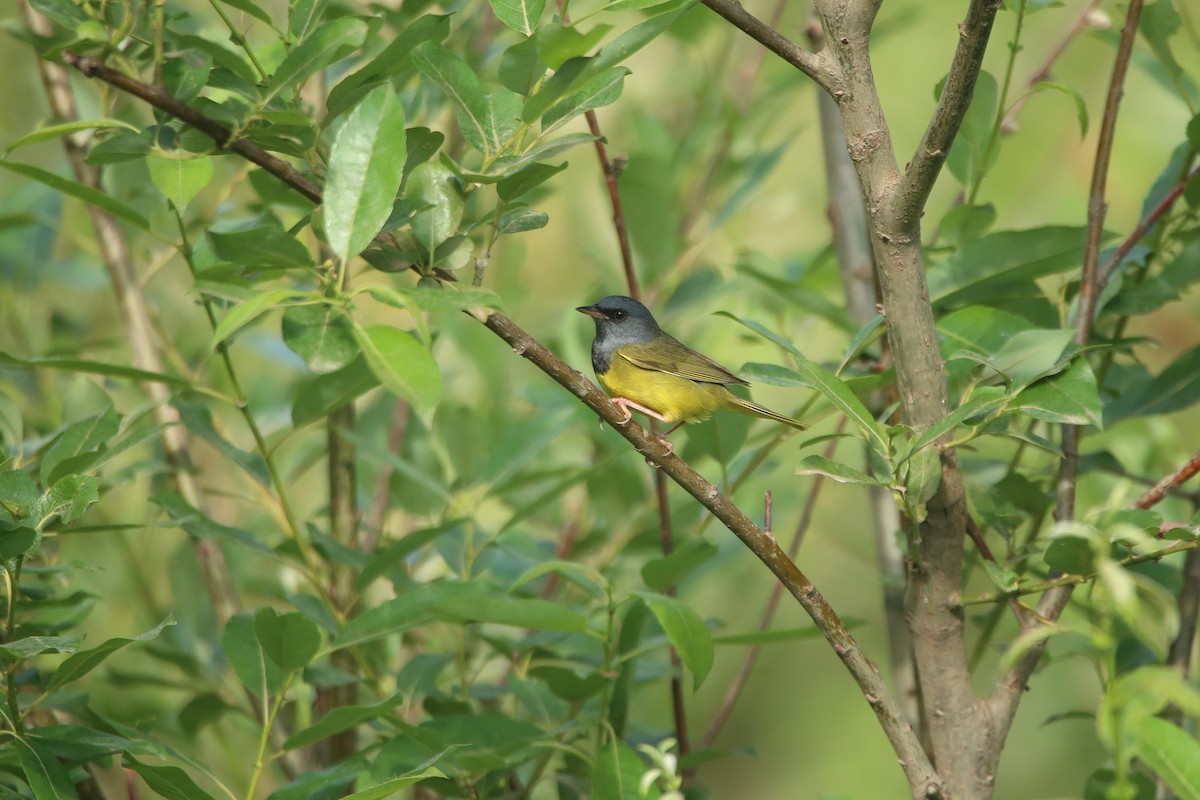 Mourning Warbler - ML621765980
