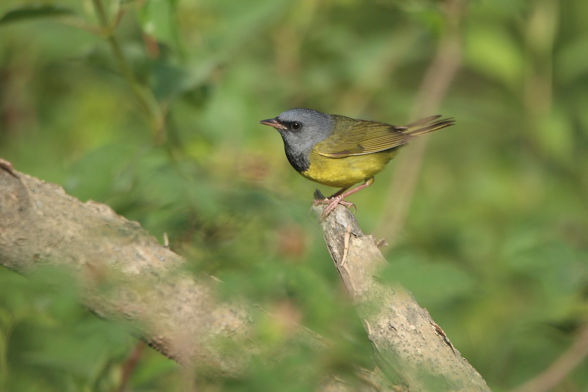 Mourning Warbler - ML621765987
