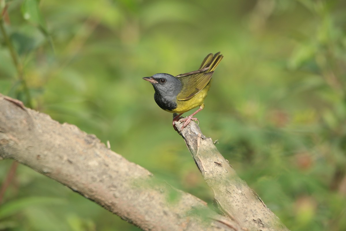 Mourning Warbler - ML621765990