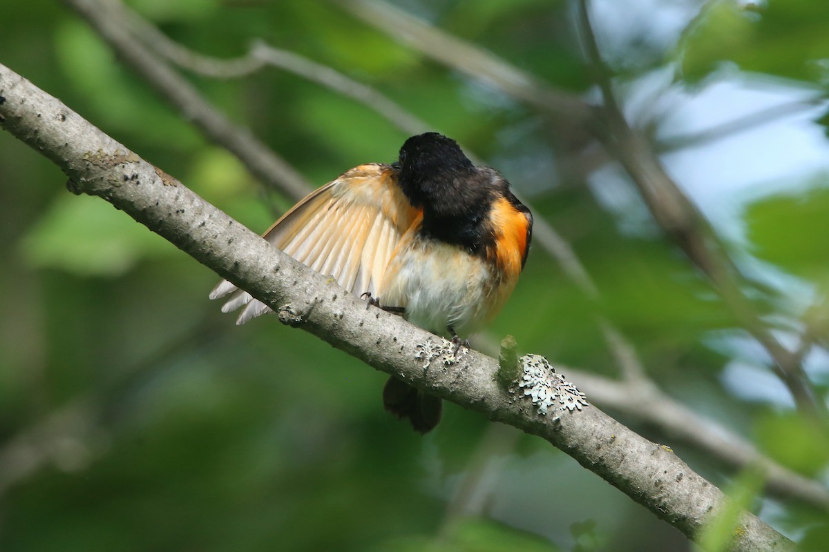 American Redstart - ML621765996