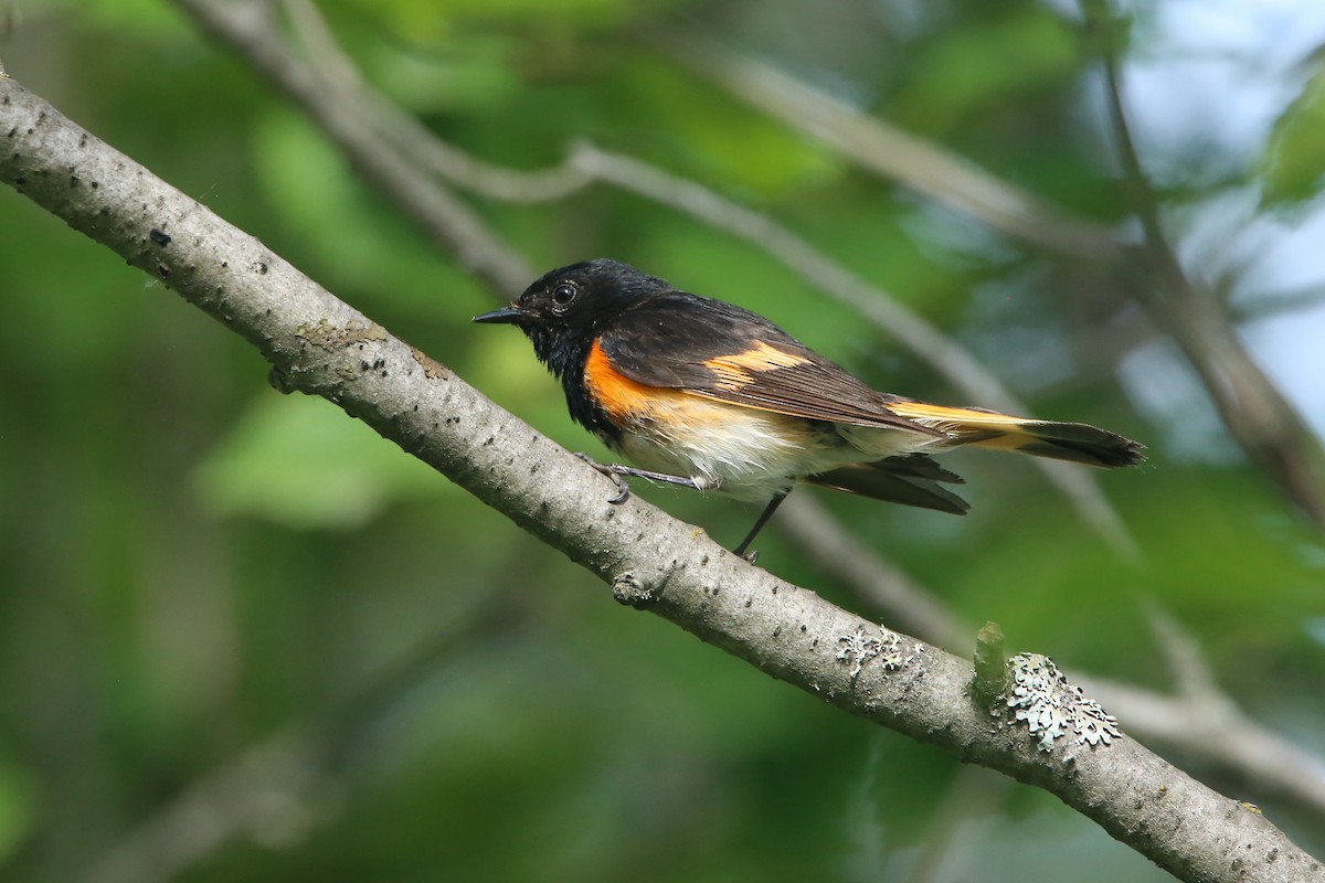 American Redstart - ML621765997
