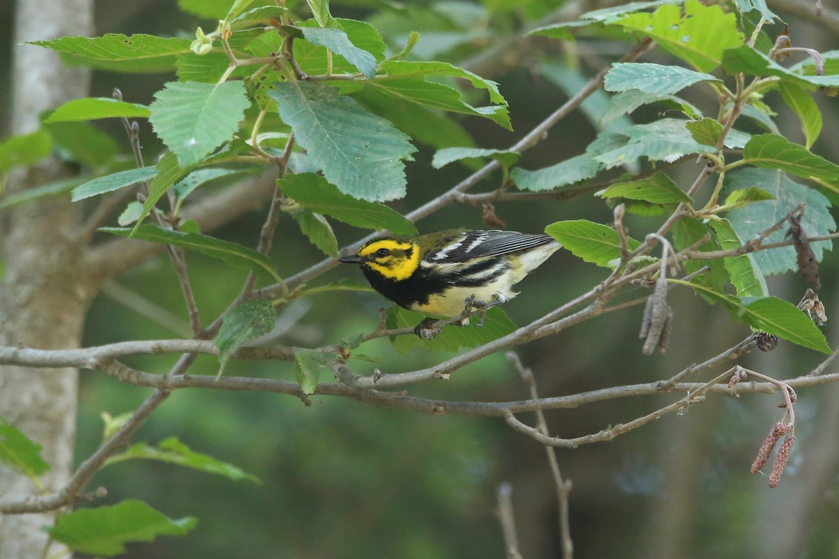 Townsend's x Black-throated Green Warbler (hybrid) - ML621766003