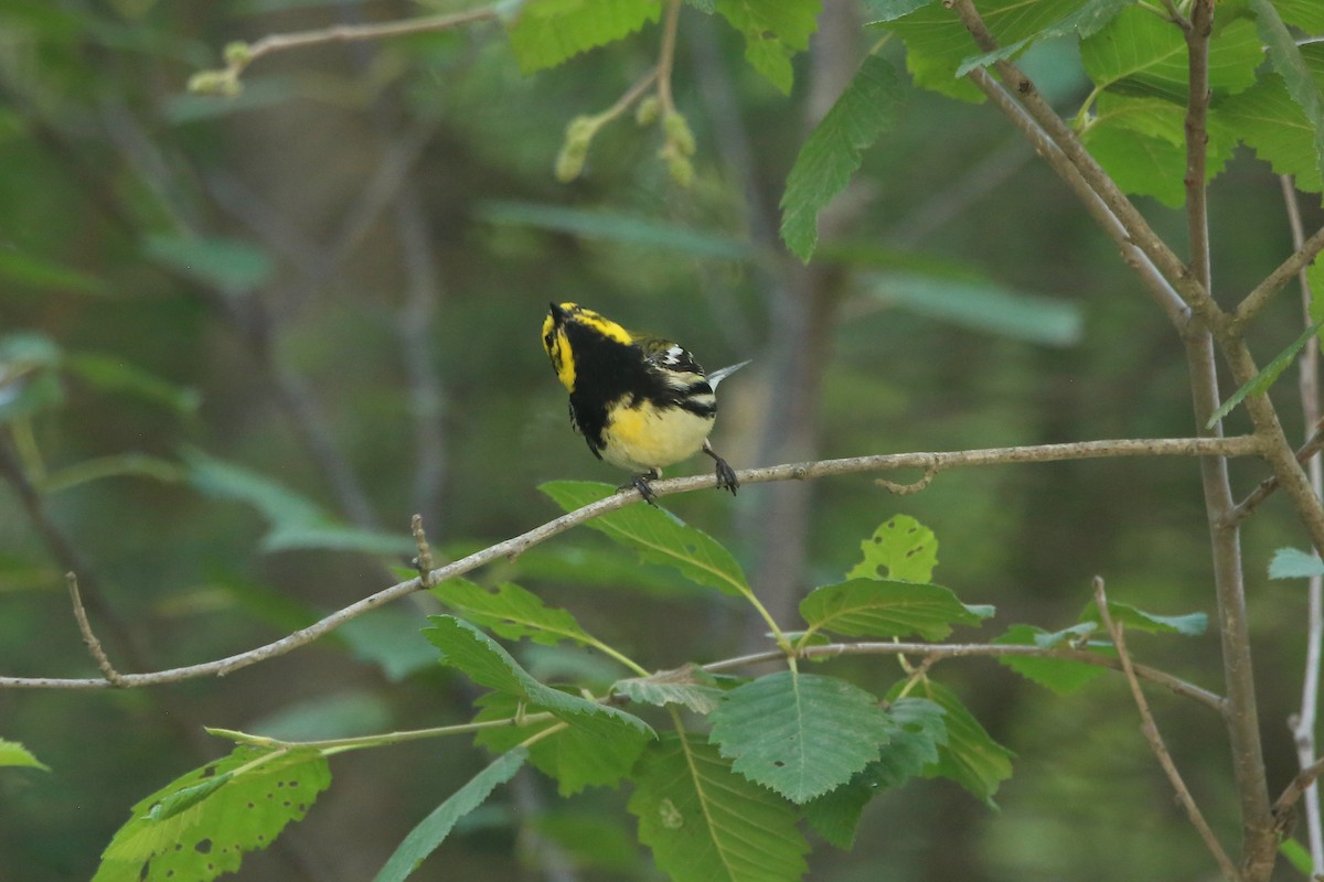 Townsend's x Black-throated Green Warbler (hybrid) - ML621766004