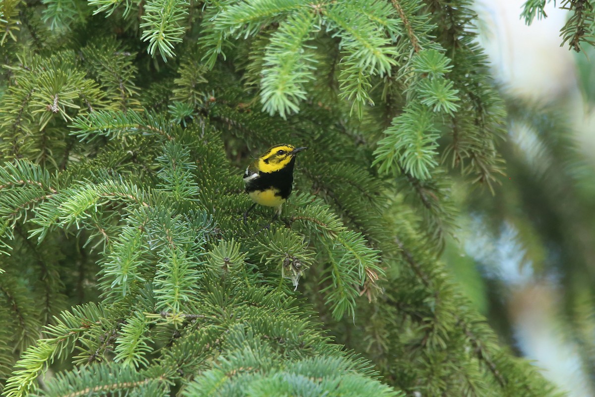 Townsend's x Black-throated Green Warbler (hybrid) - ML621766006