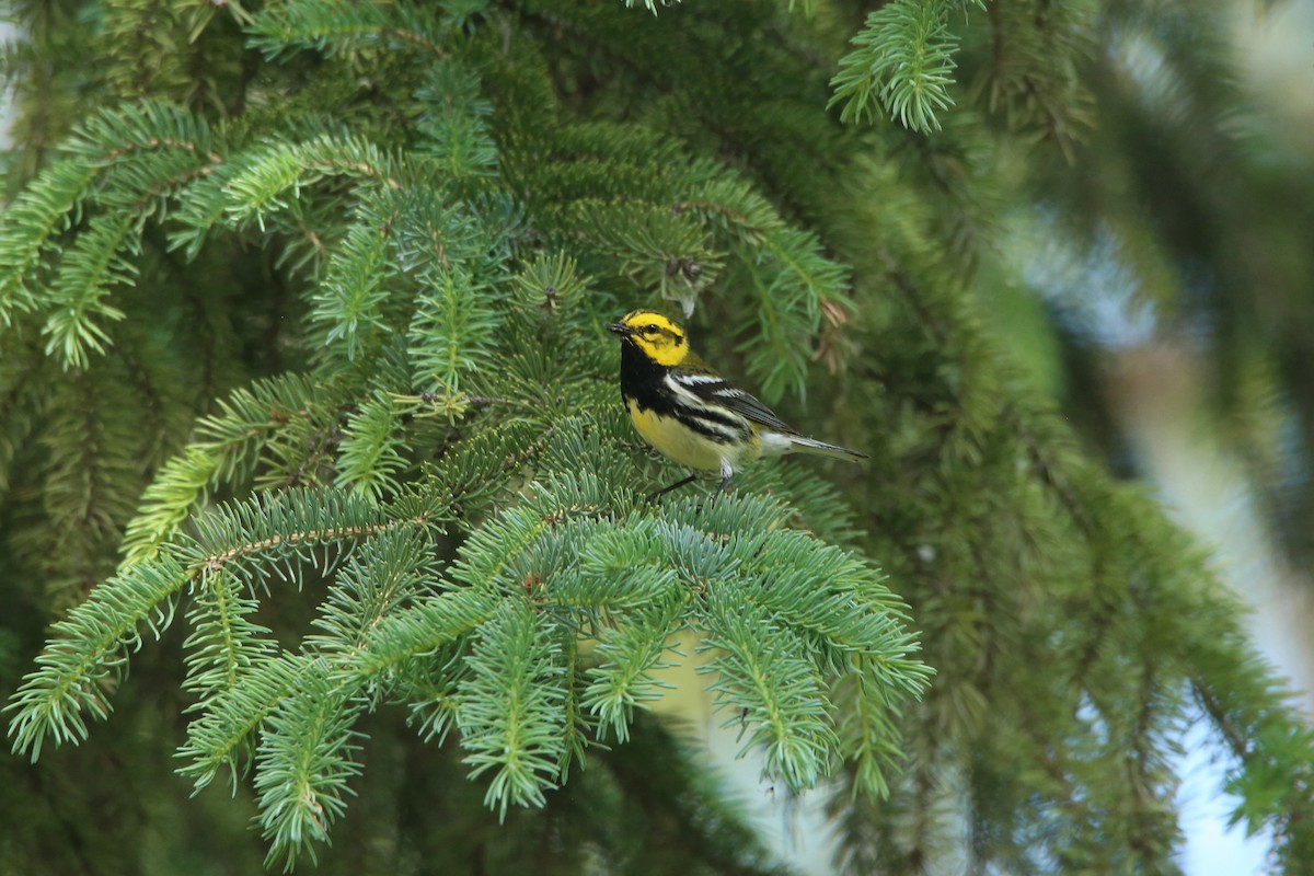 Townsend's x Black-throated Green Warbler (hybrid) - ML621766007
