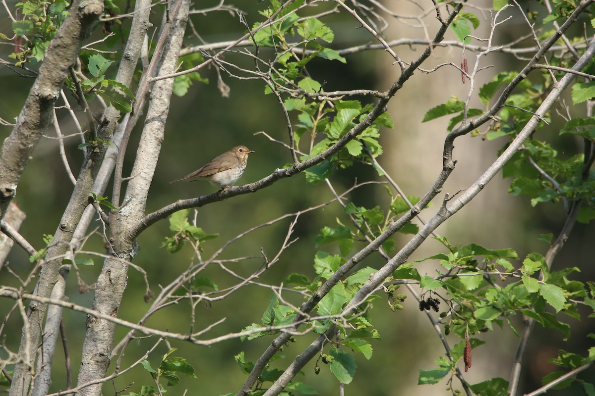 Swainson's Thrush - ML621766031