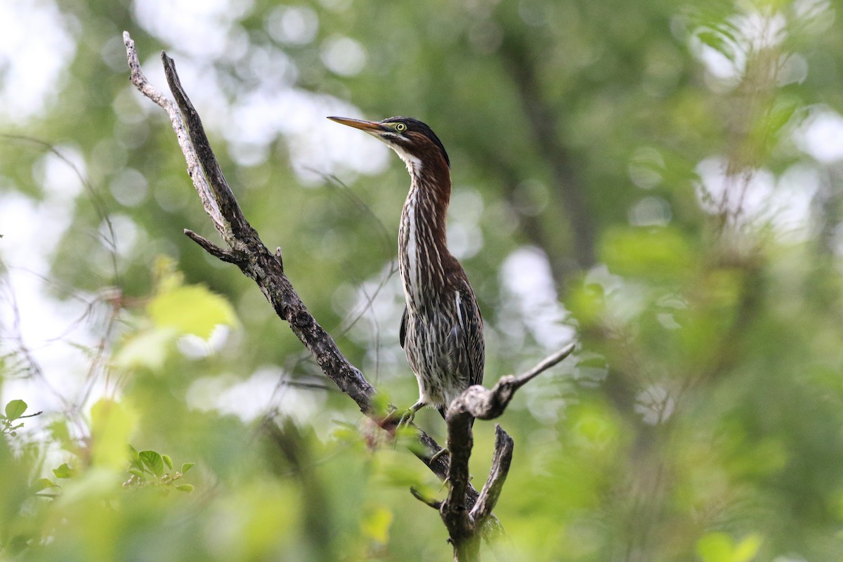 Green Heron - ML621766045