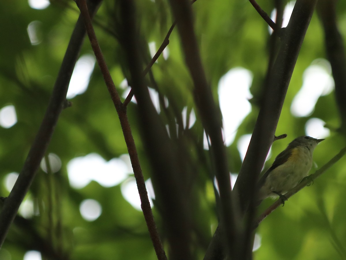 American Redstart - ML621766116