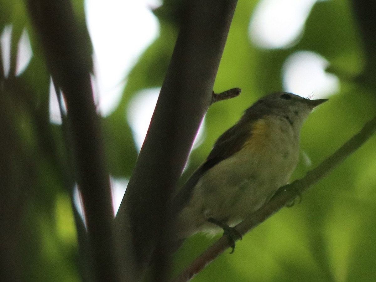 American Redstart - ML621766142