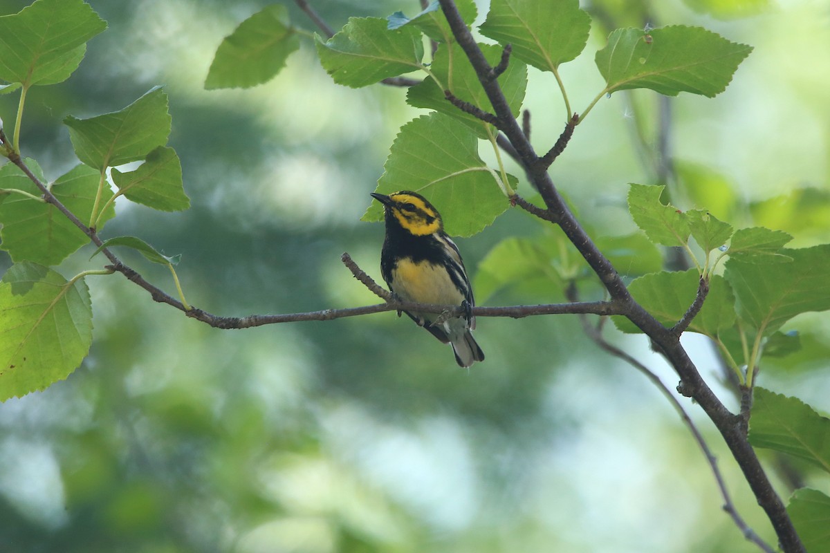 Townsend's x Black-throated Green Warbler (hybrid) - ML621766151