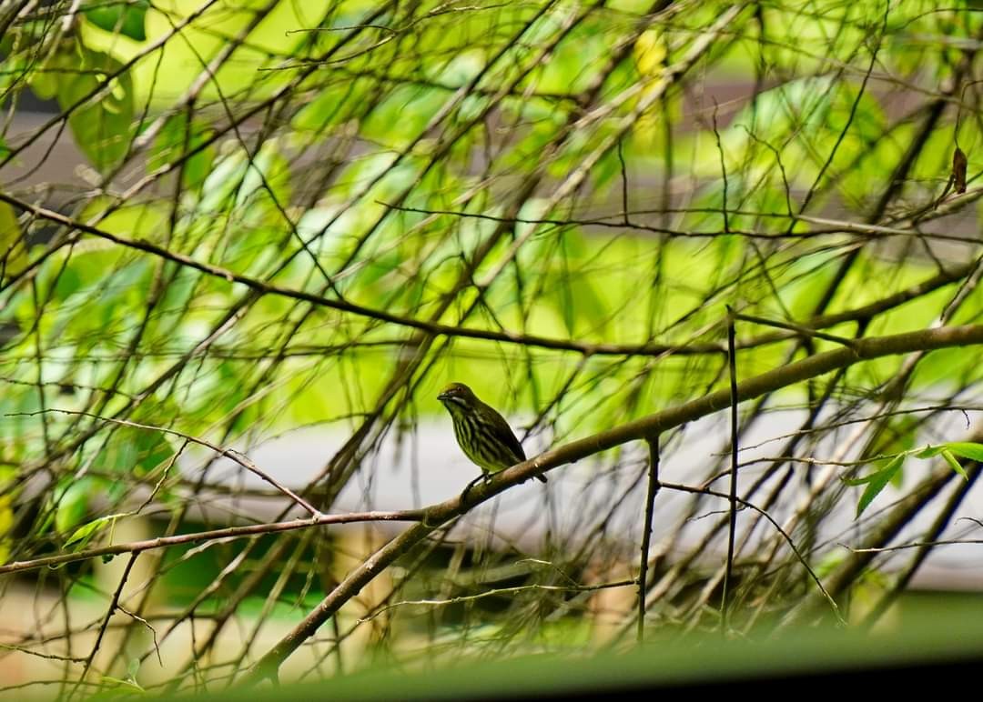 Yellow-breasted Flowerpecker - ML621766152