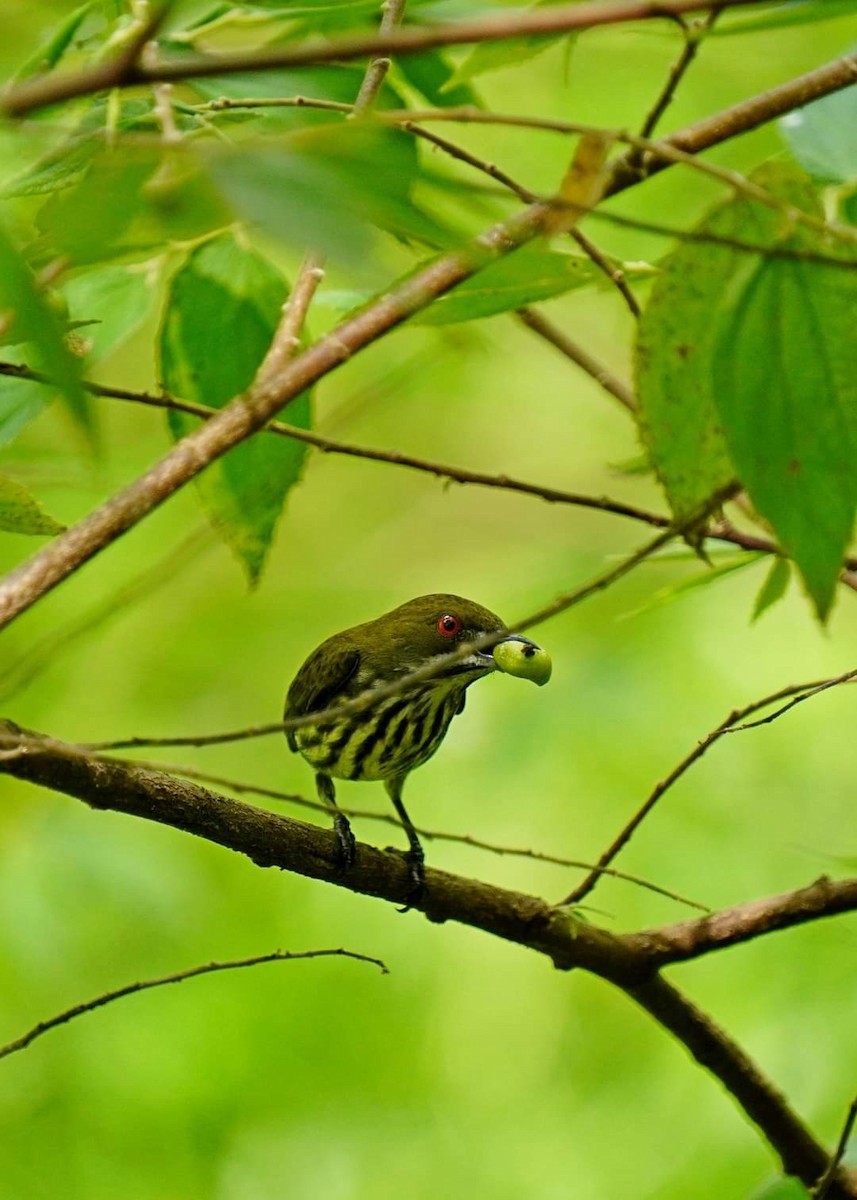 Yellow-breasted Flowerpecker - ML621766164