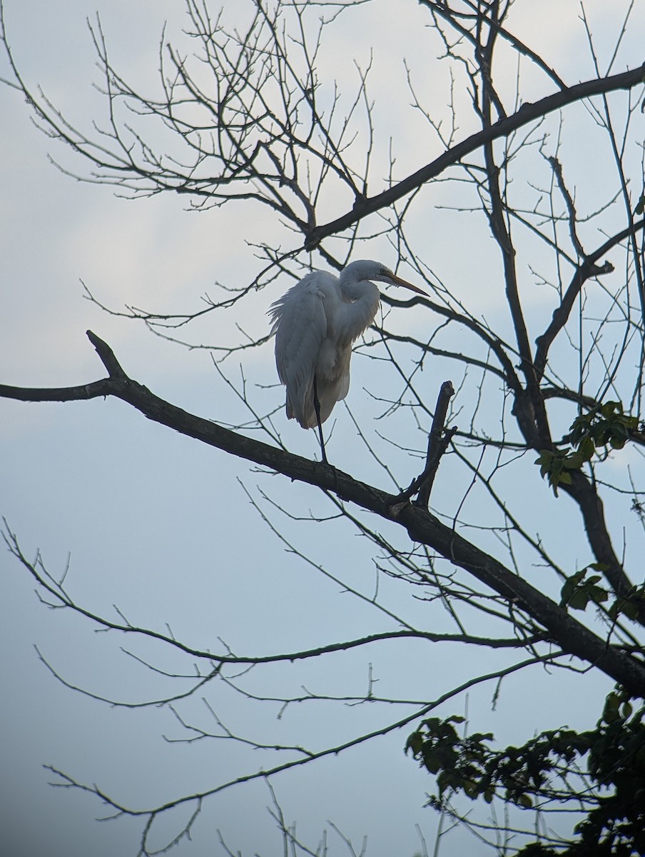 Great Egret - ML621766175