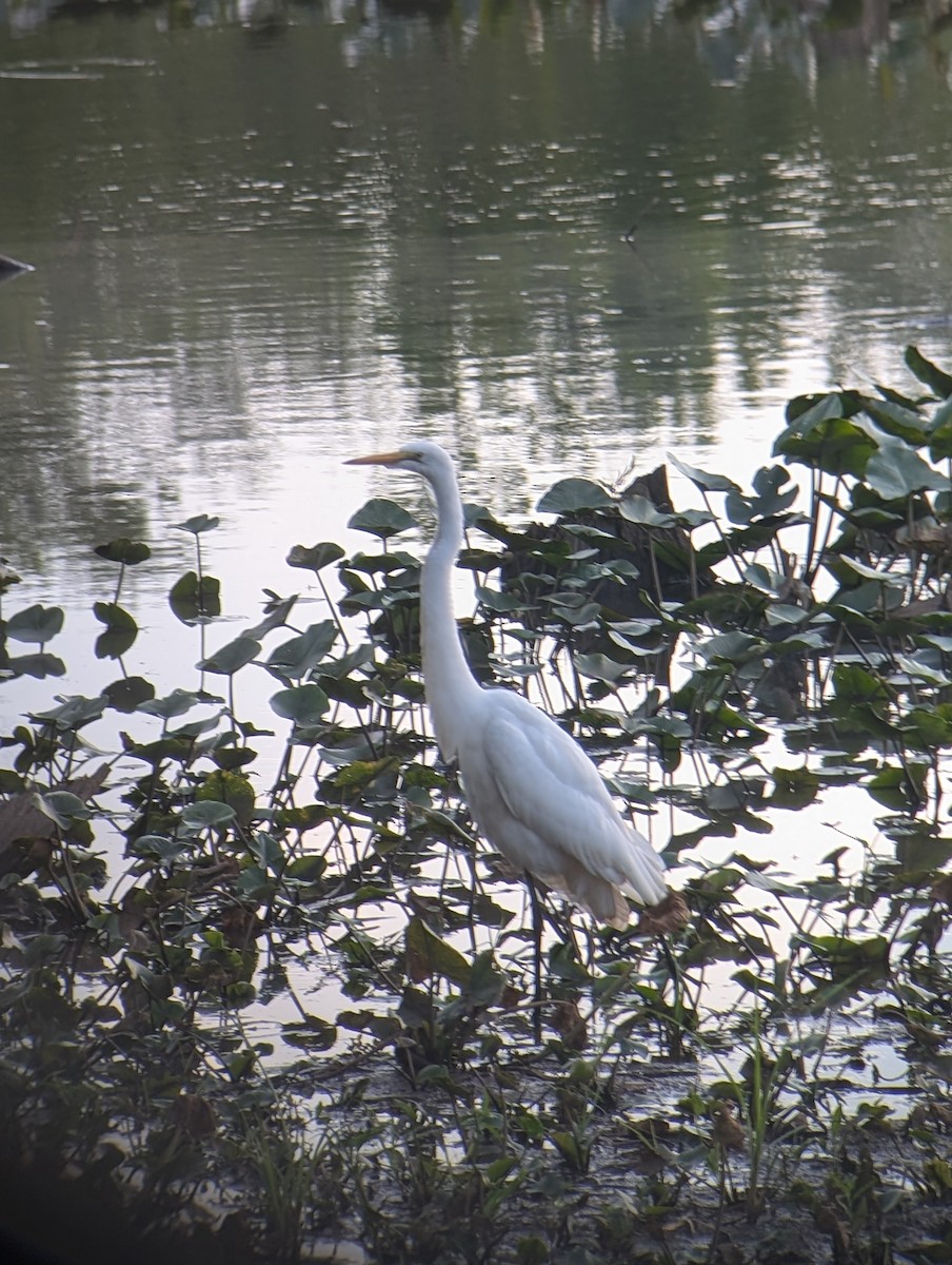 Great Egret - ML621766176