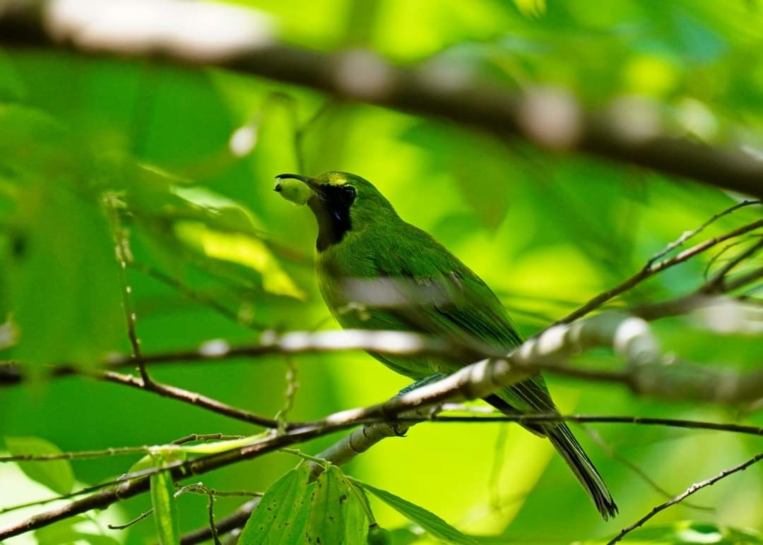 Lesser Green Leafbird - ML621766180