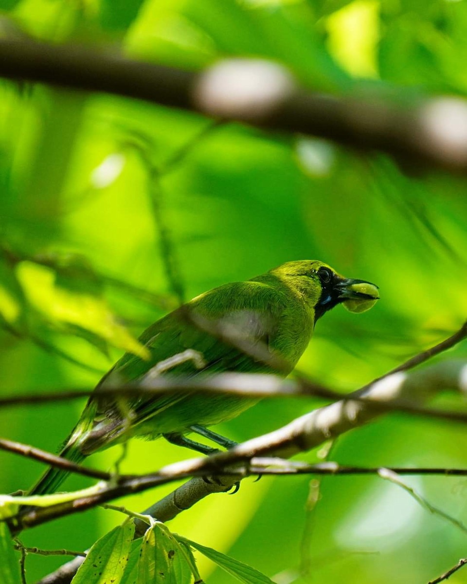Lesser Green Leafbird - ML621766182