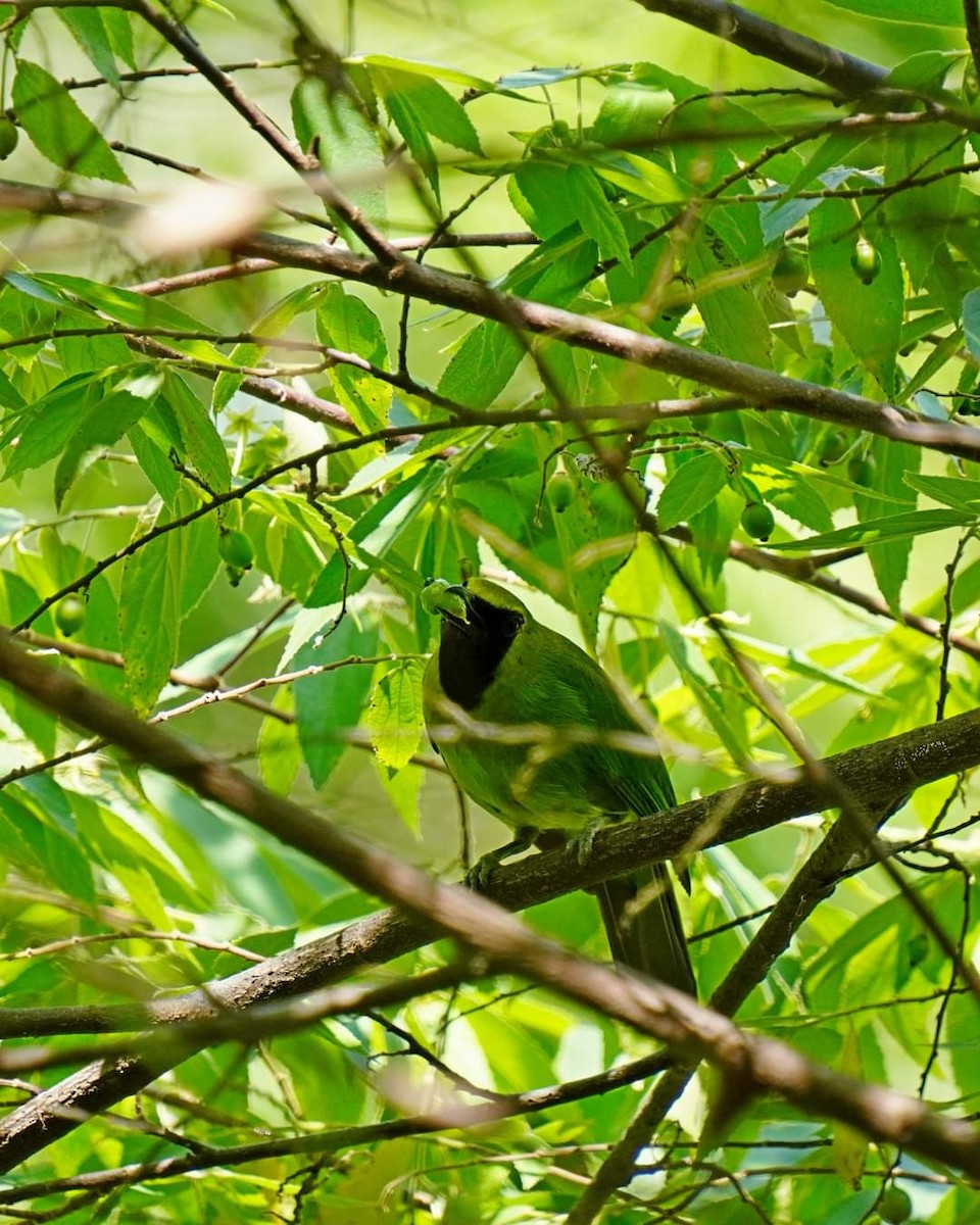 Lesser Green Leafbird - ML621766186