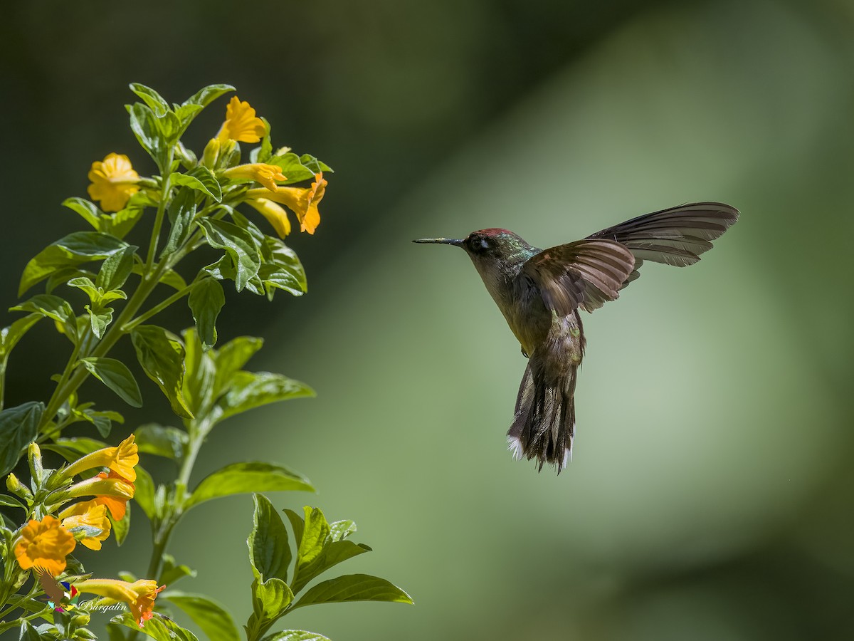 Colibri du Tolima - ML621766228