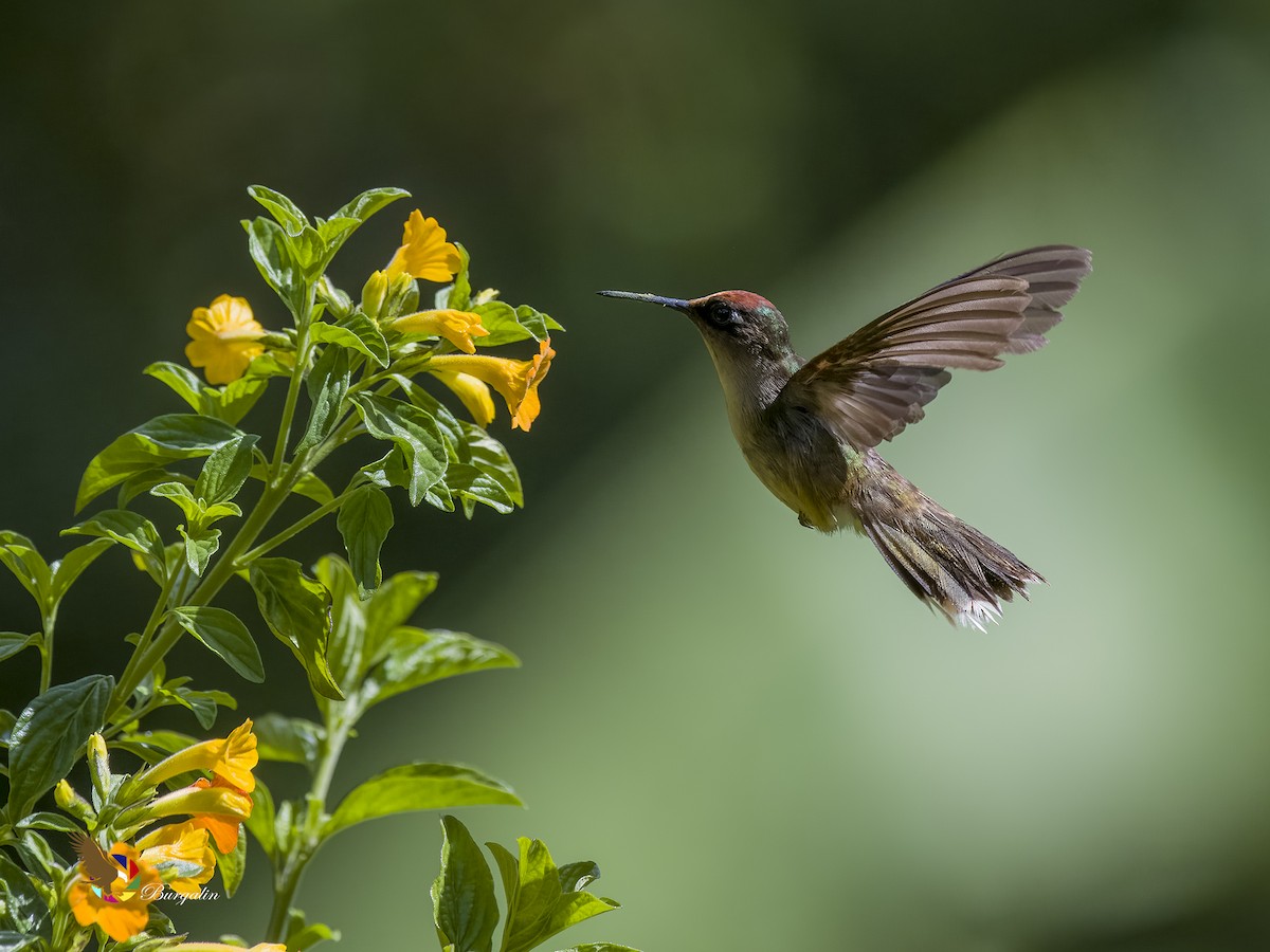 Colibri du Tolima - ML621766229