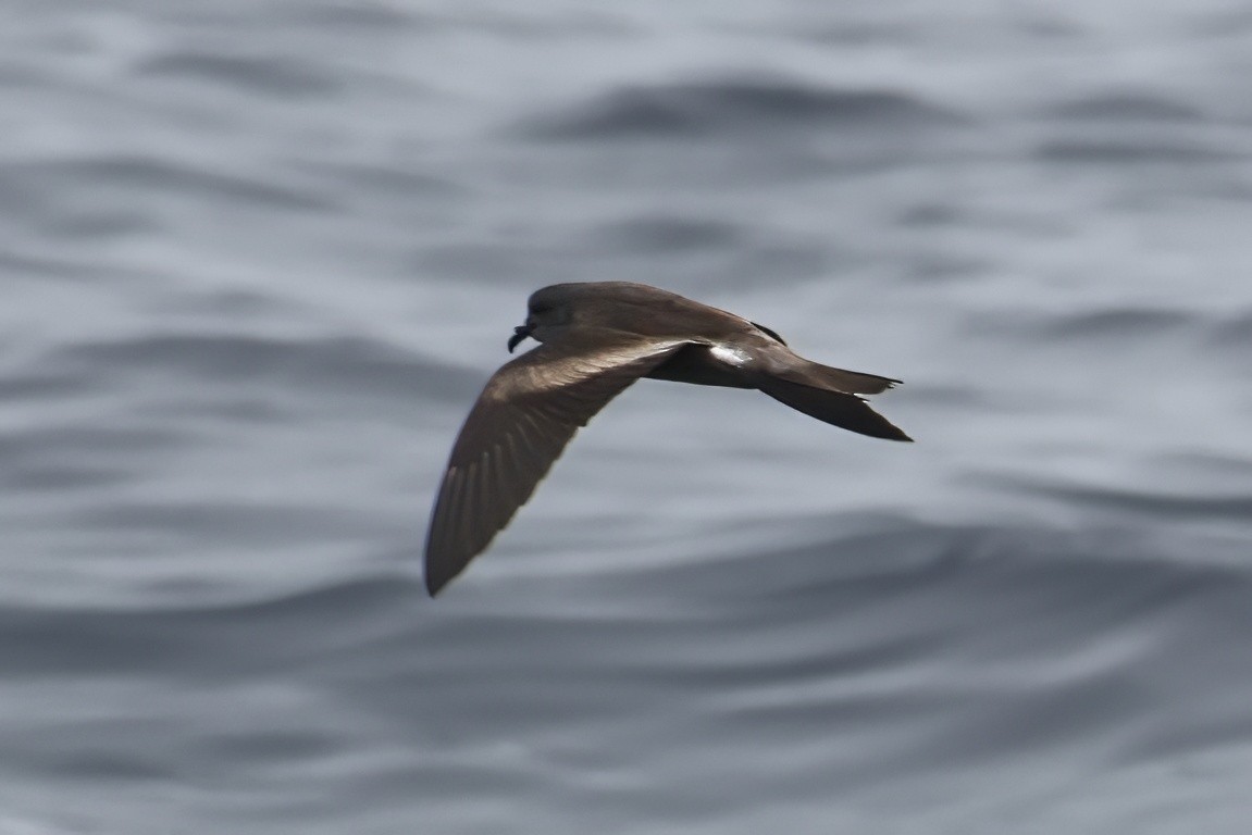 Leach's Storm-Petrel (Chapman's) - ML621766253