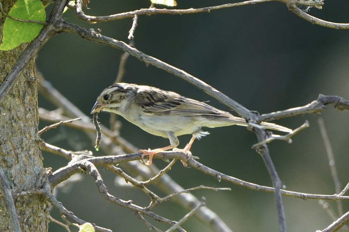 Clay-colored Sparrow - ML621766356