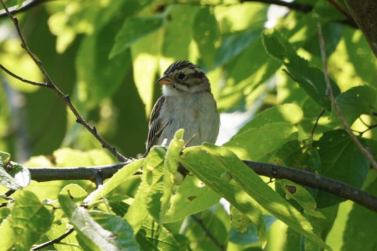 Clay-colored Sparrow - ML621766357