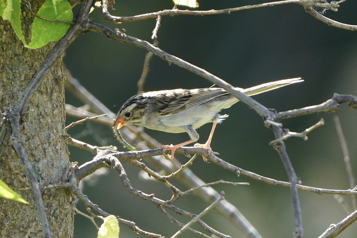 Clay-colored Sparrow - ML621766358