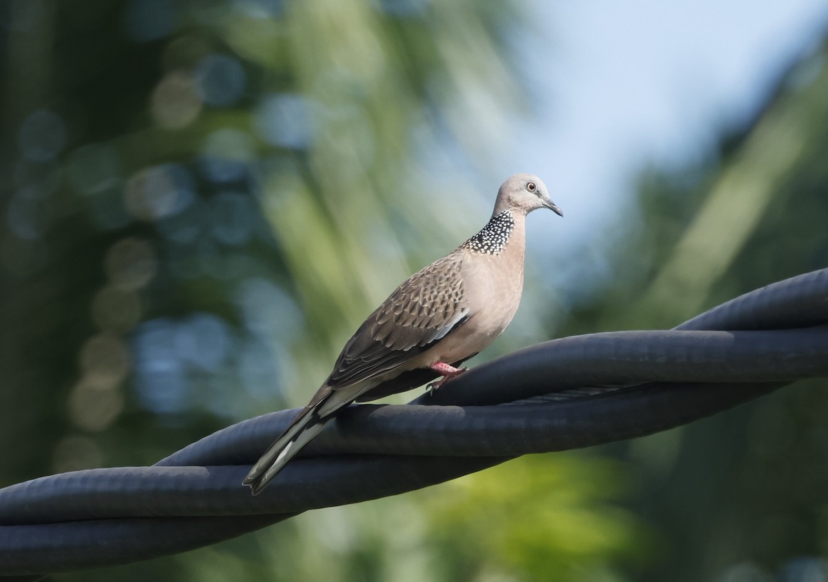 Spotted Dove - ML621766359